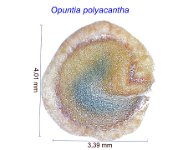 Opuntia polyacantha.jpg